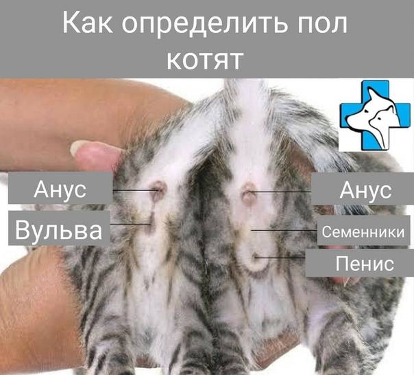 Как определить пол котенка: кот или кошка