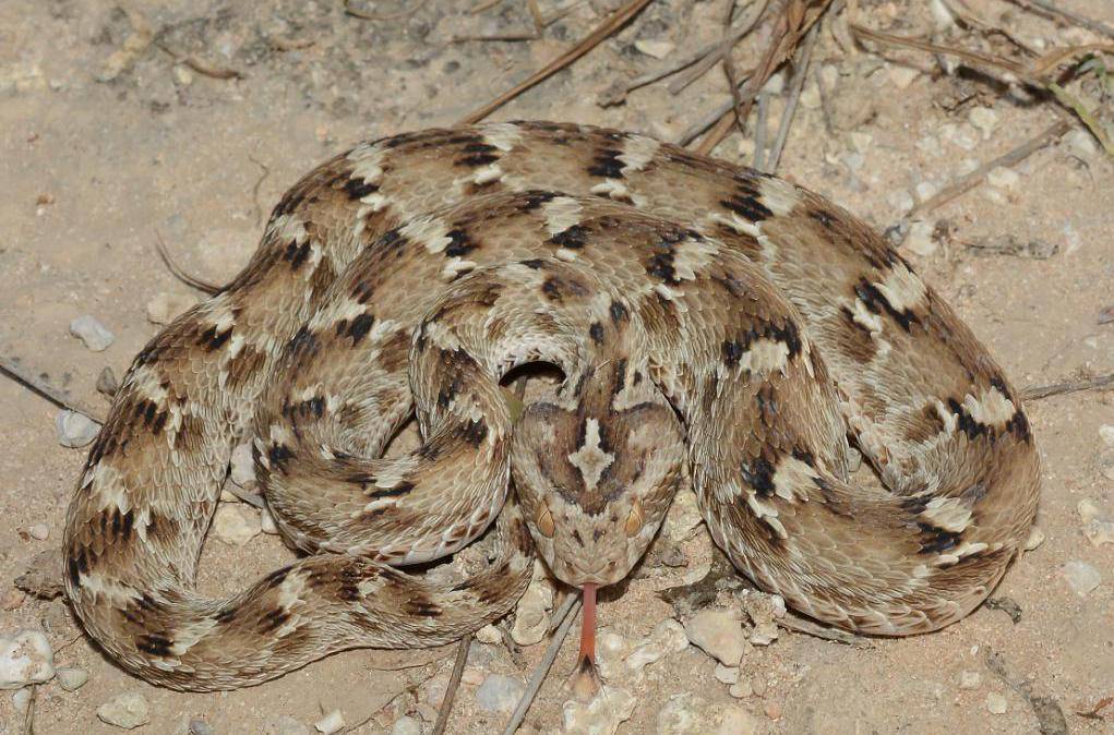 Песчаная гадюка эфа : описание и особенности поведения змеи, территория обитания