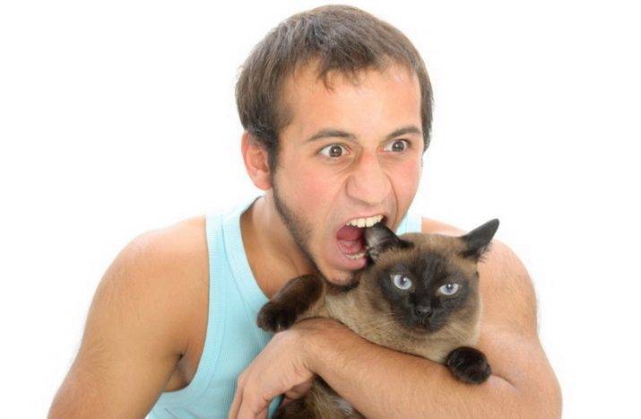 12 советов как отучить котёнка царапаться и кусаться