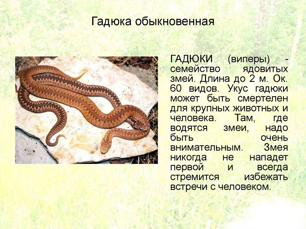 Гадюка – самая опасная змея наших широт