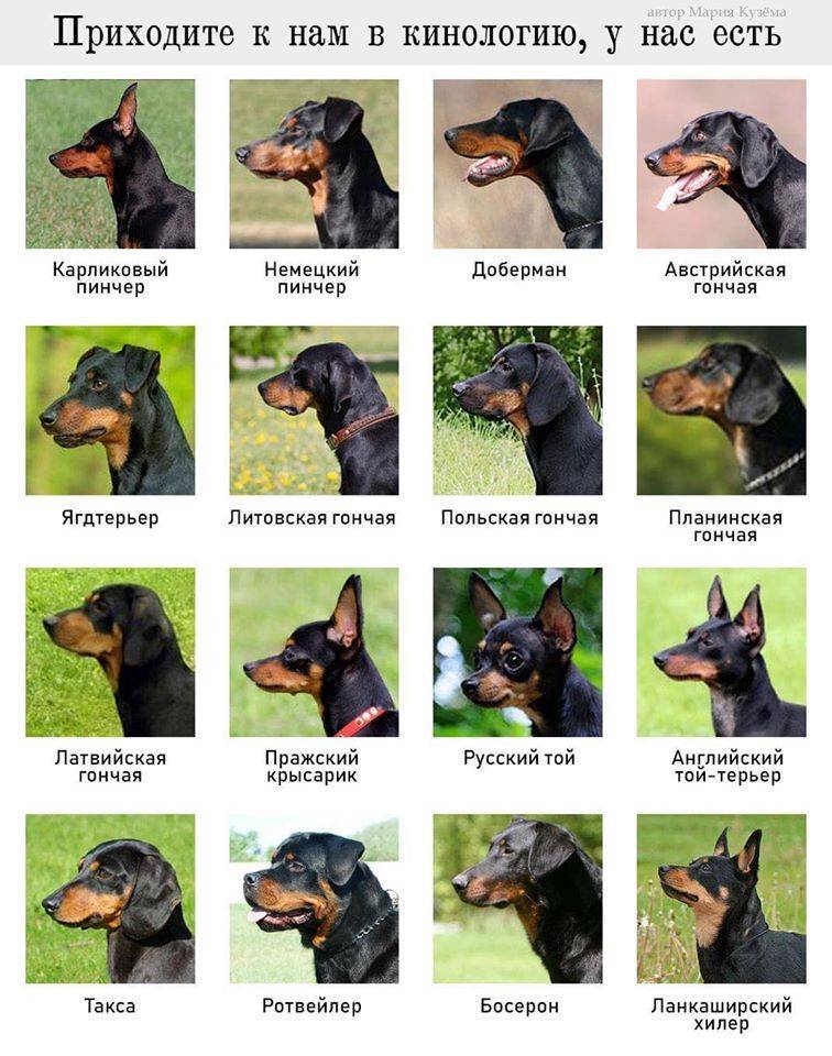 Немецкий пинчер ????: описание породы, характер, окрас,содержание и уход, фото собаки