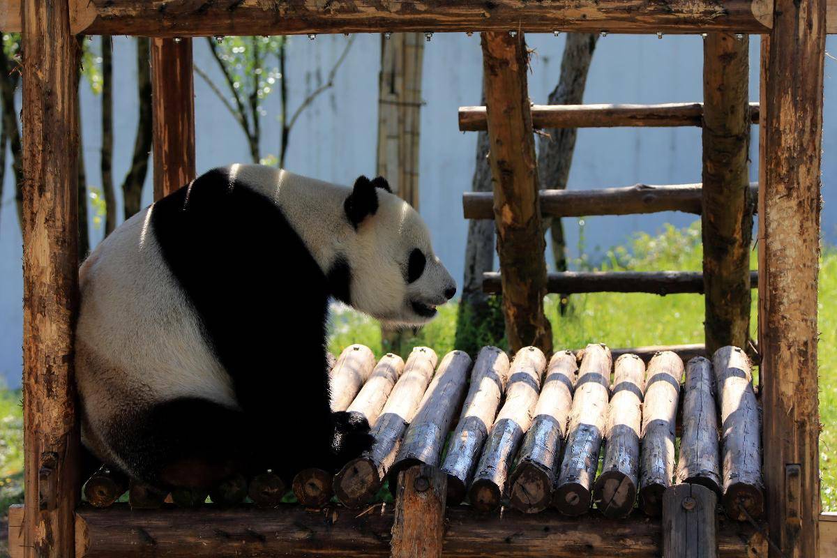 Значение панды в природе и жизни человека. животное - панда