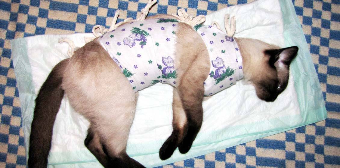 Как завязать попону кошке после операции?
