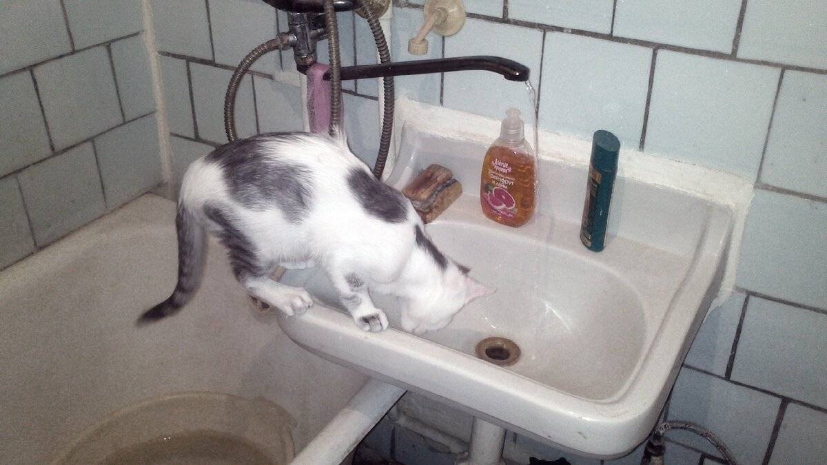 Почему кошки не любят воду: по каким причинам коты боятся воды
