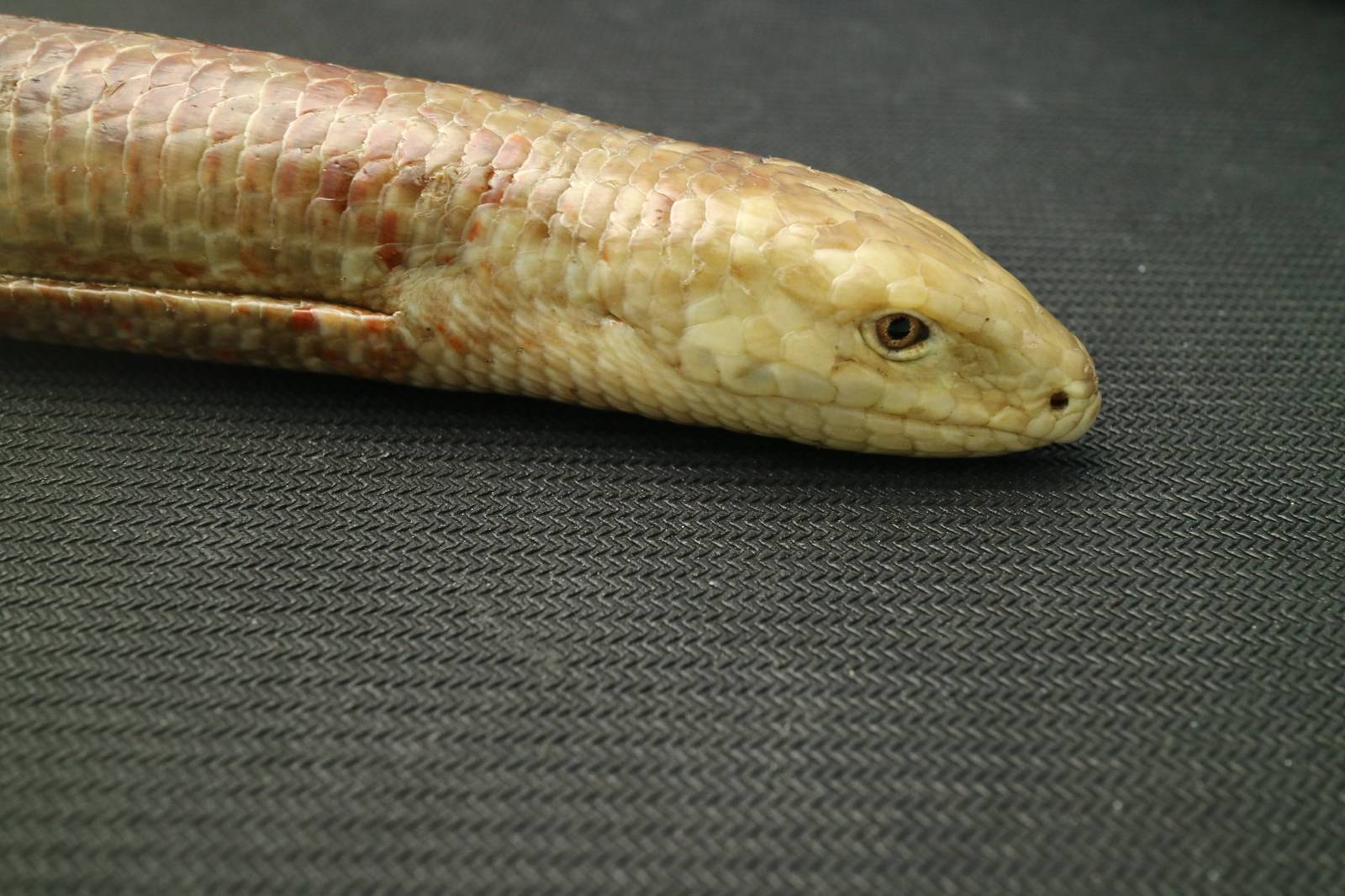 Образ жизни и отличия от змеи безногой ящерицы желтопузика