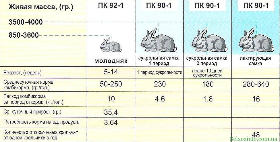 ᐉ чем кормить маленьких крольчат - нормы кормления крольчат, рацион - zooon.ru
