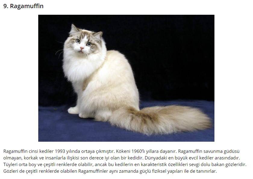 Рагамаффин кошка: описание, характер, фото, цена, содержание