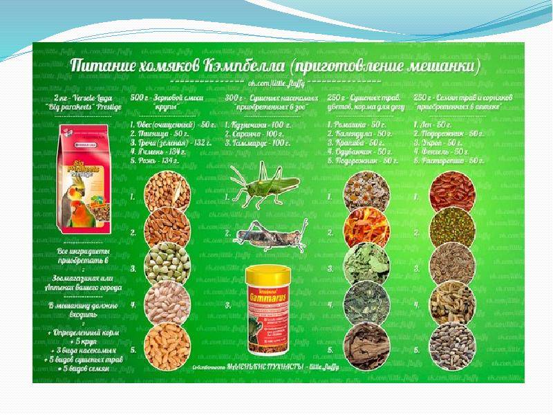 Что можно есть джунгарским хомякам: таблица питания, список что можно, а что нельзя