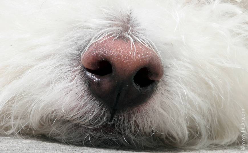 Сопли у собаки, причины и лечение: как лечить насморк у пса в домашних условиях?