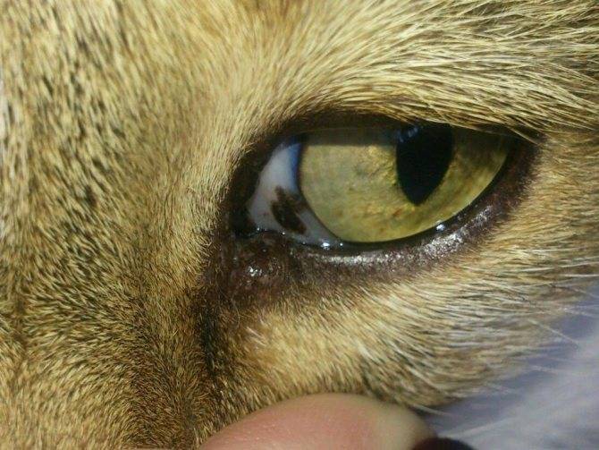 Выделение из глаз у кошки темного цвета. коричневые выделения из глаз у кошки: причины, лечение, профилактика
