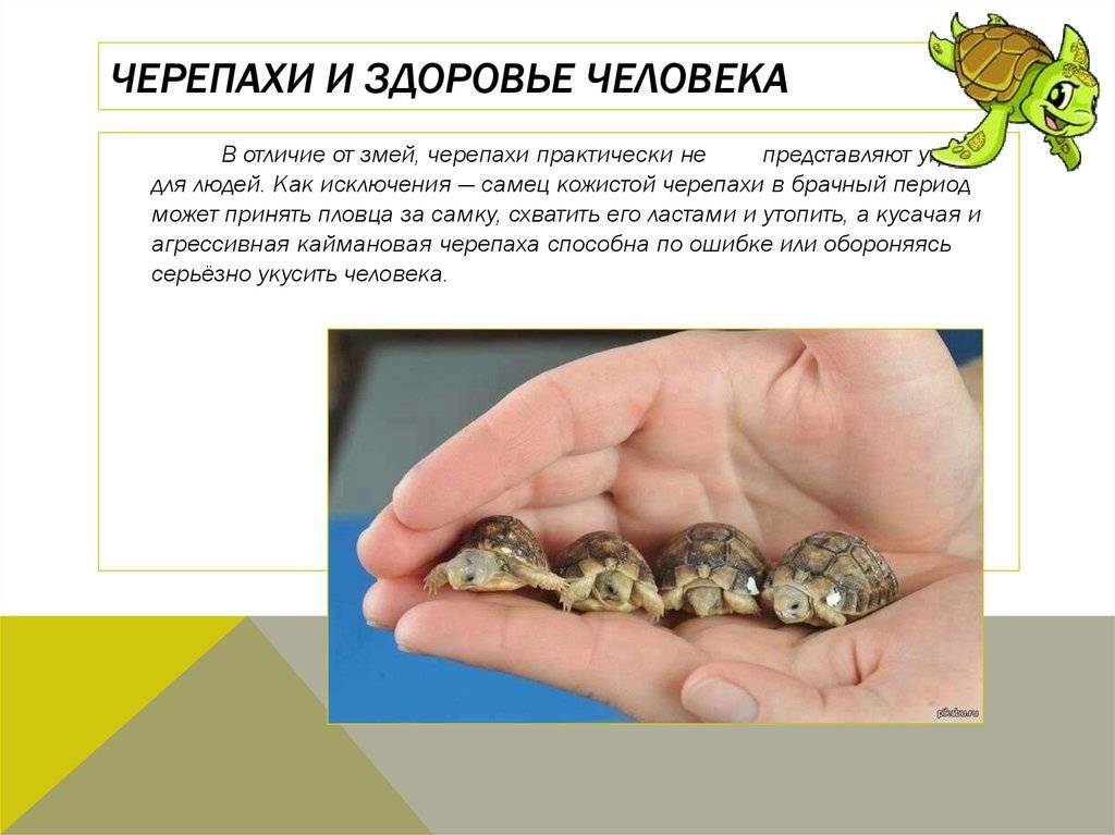 ᐉ как назвать черепаху: имена для девочек и мальчиков (клички для сухопутных и красноухих) - zoopalitra-spb.ru