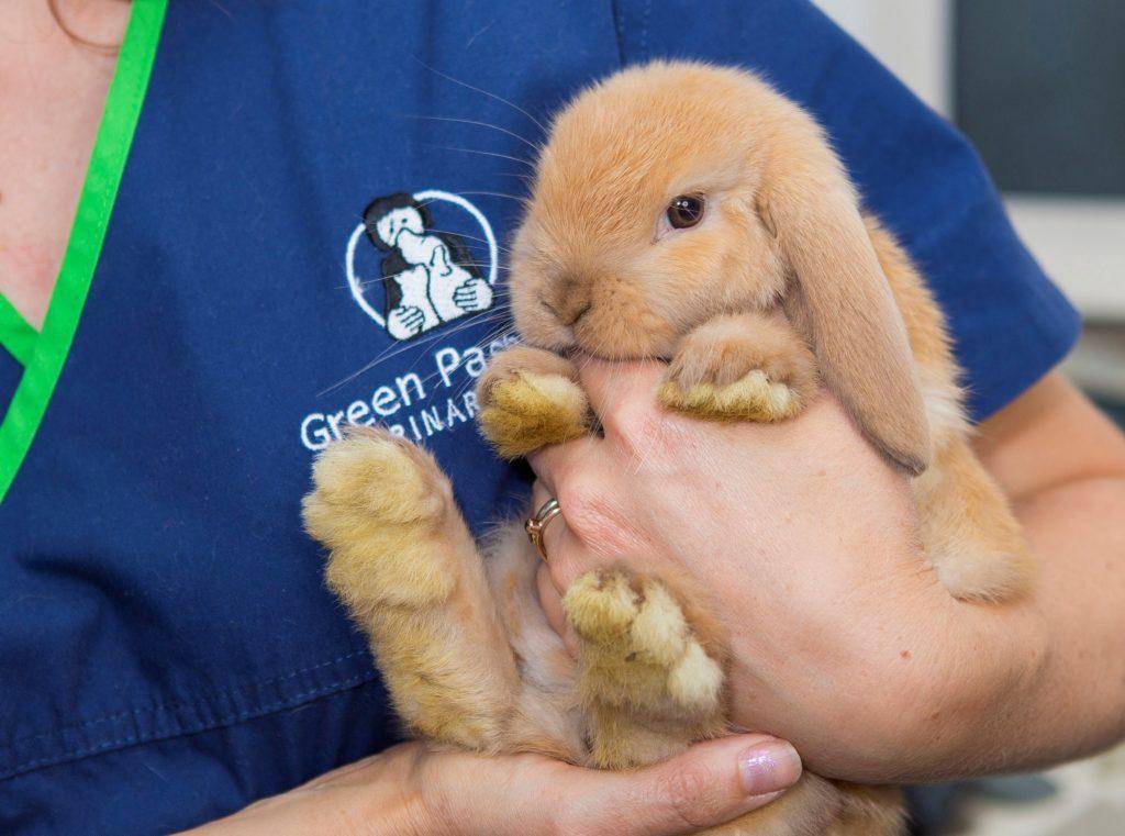 Почему кролики кусаются: 7 основных причин