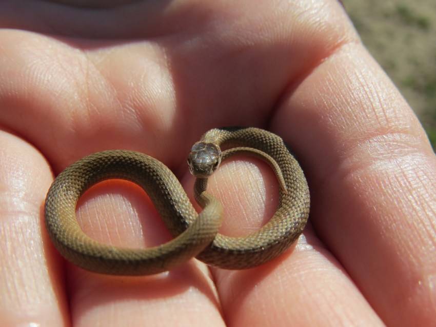 Маленькие змеи - обзор всех видов с фото и названиями, как отличить змею, окрас, что едят, сколько живут