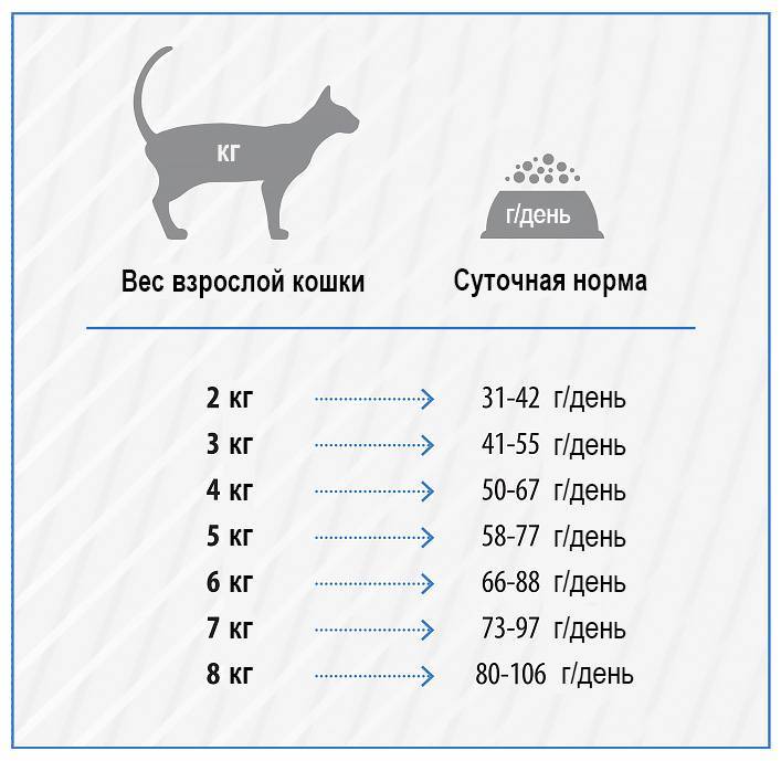 Сколько должен весить кот (кошка): таблица по возрастам, вес (средний, нормальный)
