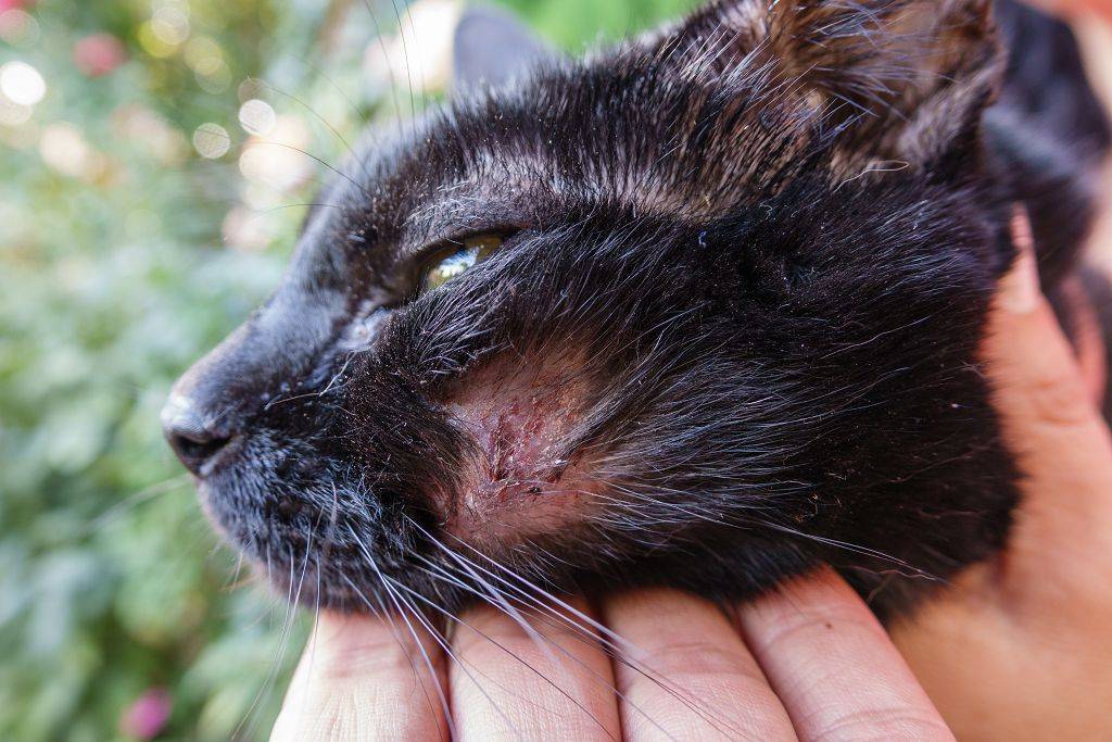 Чем обработать рану коту в домашних условиях: действия владельца