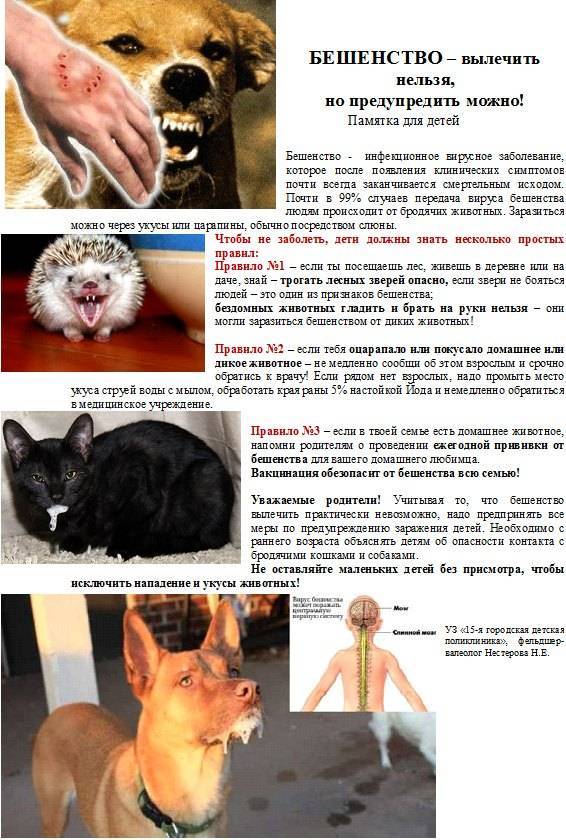 Бешенство у кошек: первые признаки и симптомы, профилактика и лечение | животный мир