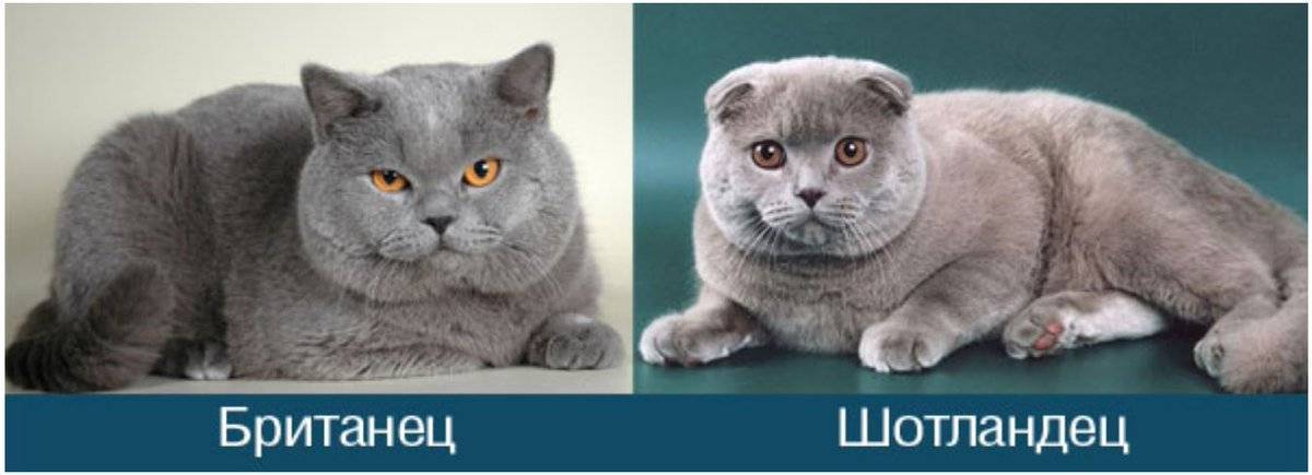 Шотландская кошка: описание породы