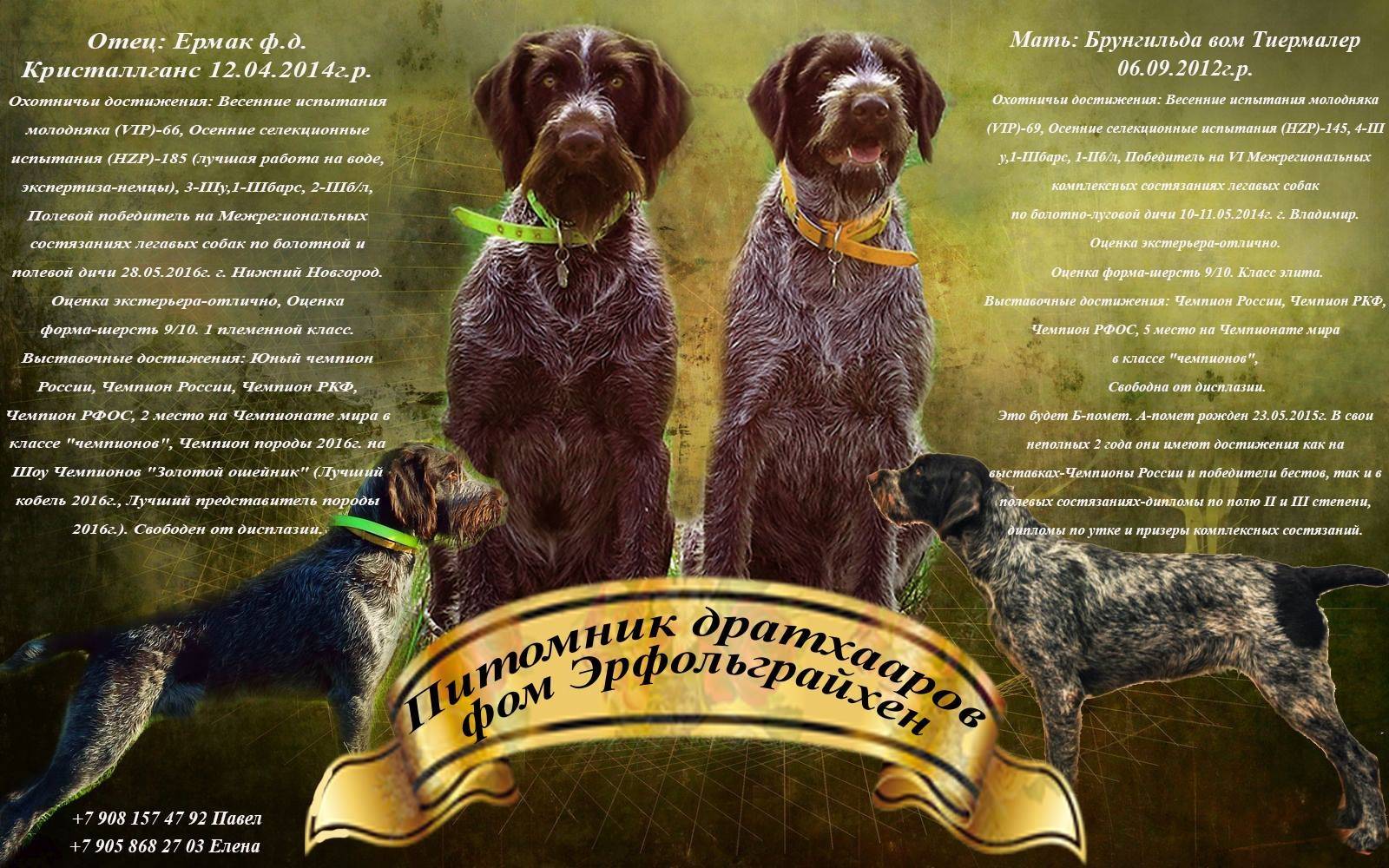 Дратхаар - порода собак - информация и особенностях | хиллс