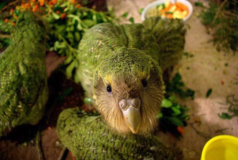 Попугай кеа. доклад с фотографиями и видео