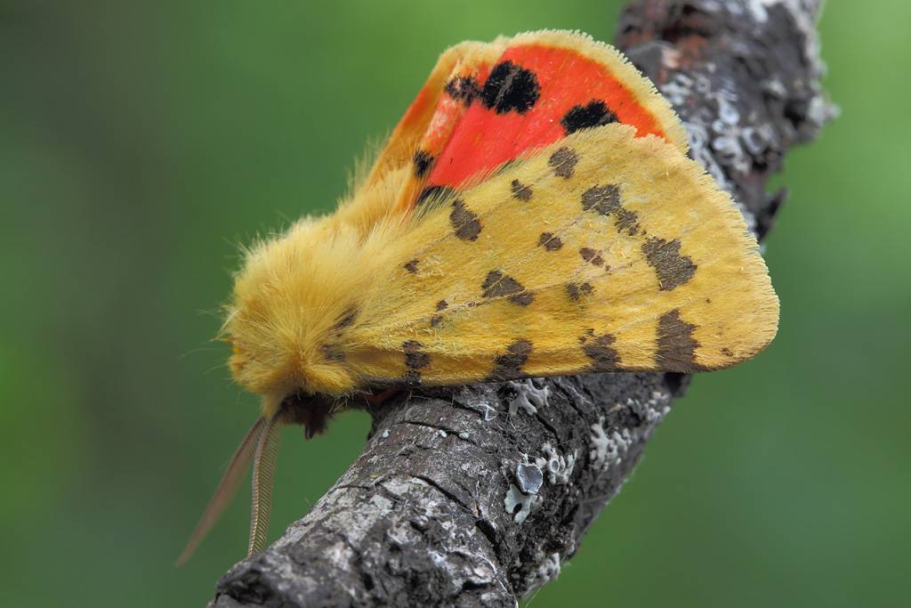 Бабочка медведица и ее наиболее часто встречающиеся разновидности