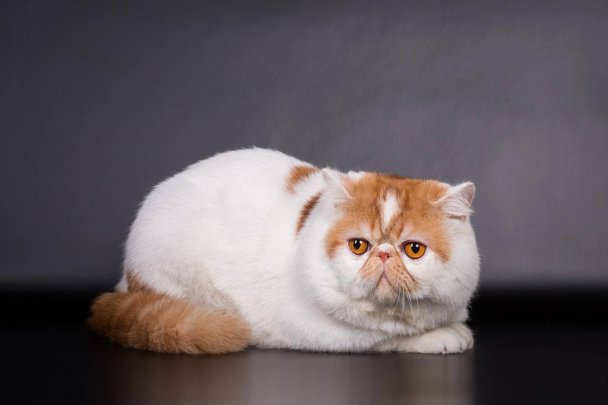 Экзотическая кошка (экзот):описание породы и характера, фото