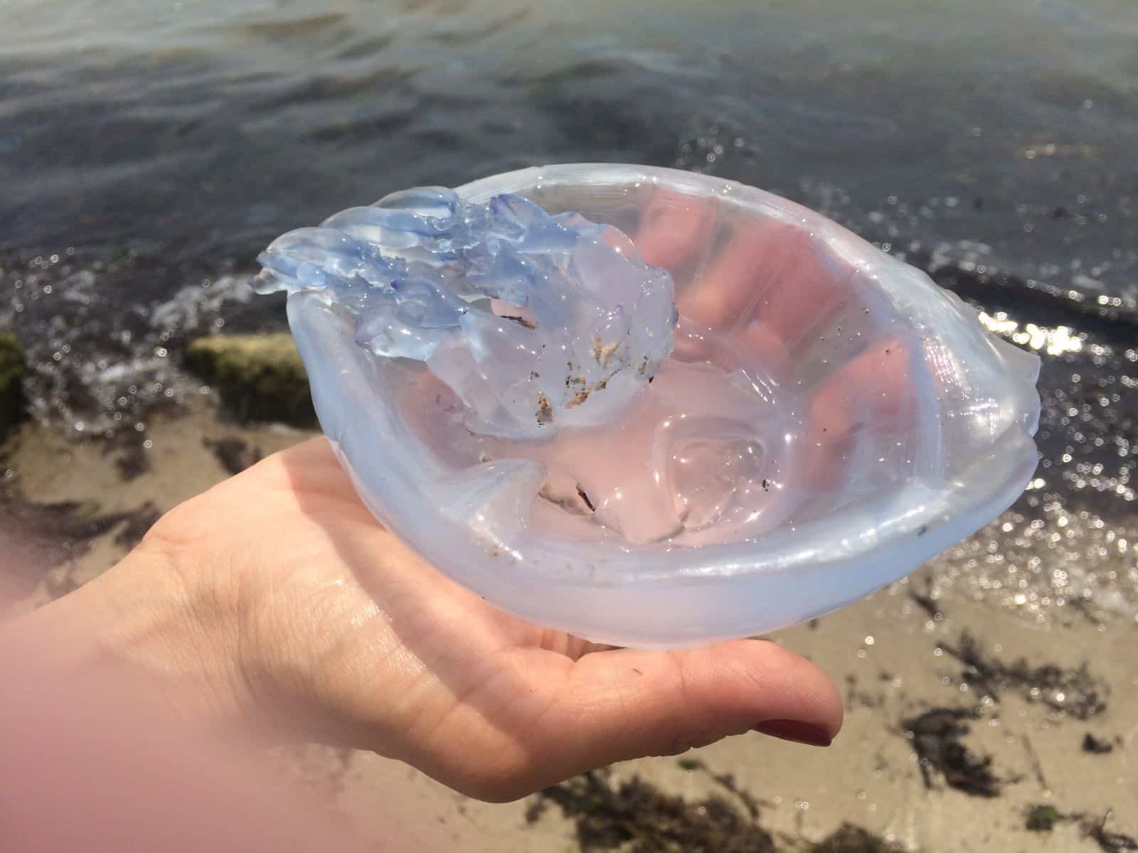 Медузы черного моря: фото и описание, виды, видео