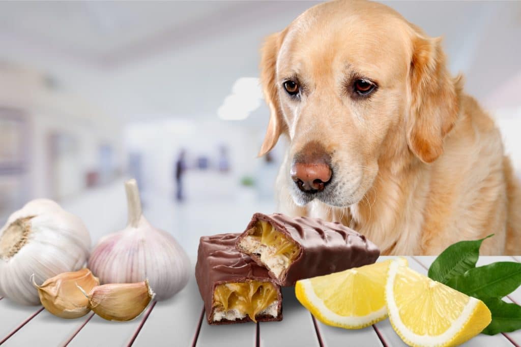 Чем кормить собаку в домашних условиях?
чем кормить собаку в домашних условиях?
