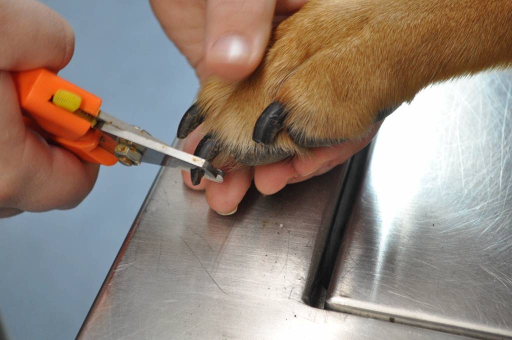 Как подстричь когти собаке: нужно ли и как правильно в домашних условиях, как часто, чем и что делать, если собака не дает. как стричь ногти йорку и той терьеру?