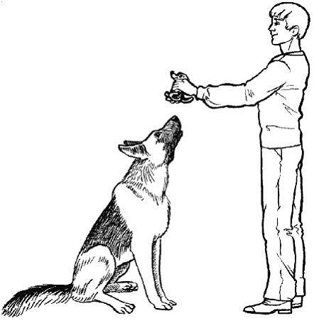 Основы дрессировки: как научить собаку команде «дай лапу»
