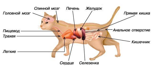 Рентгеновская диагностика аномалий развития хвоста у собак и кошек