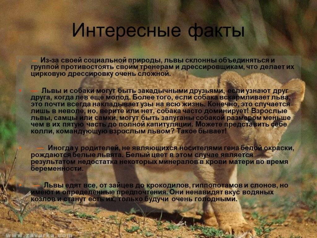 10 необычных фактов о знаке зодиака лев
