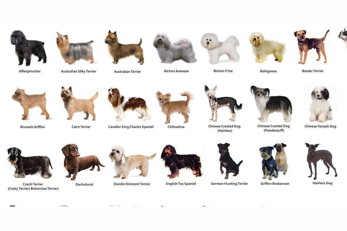 Список карликовых пород собак для квартиры: популярные породы