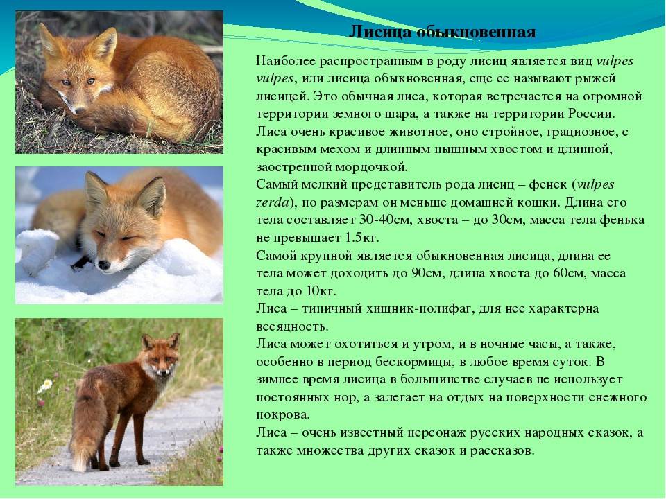 Доклад для детей про лису: внешний вид и образ жизни
