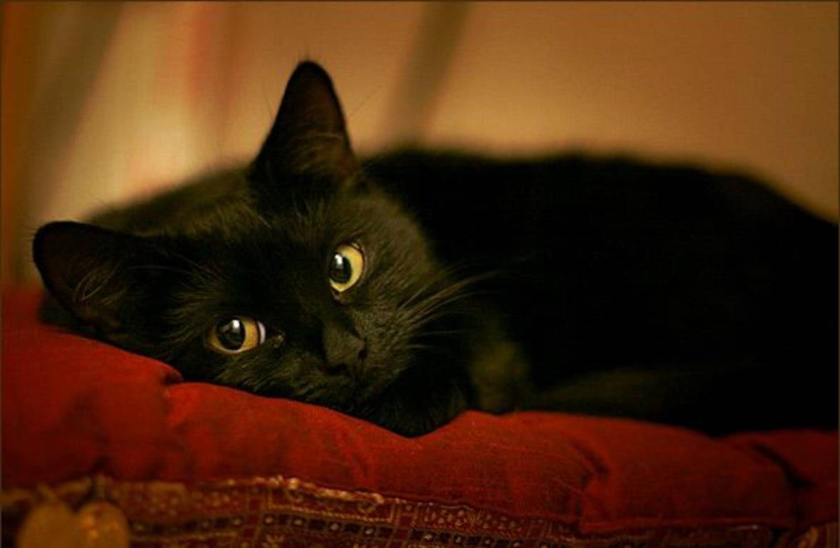 Кошки приходят в дома, популярные приметы: чужие, черные и другие примеры