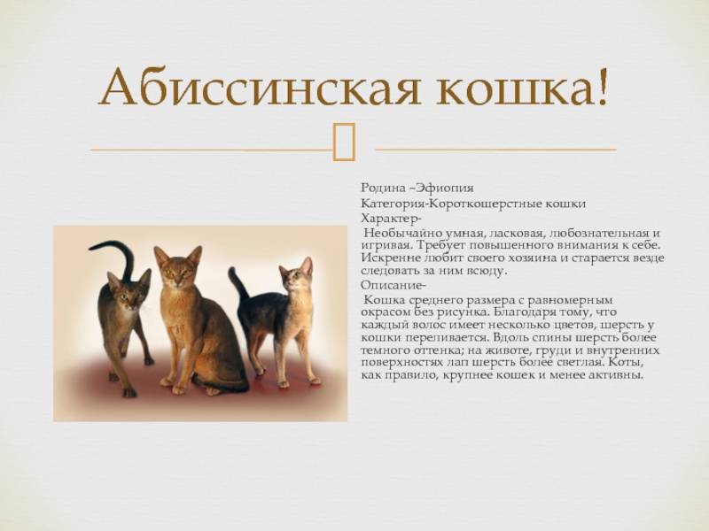 Абиссинский кот: описание породы и характера, стандарт, продолжительность жизни, уход и содержание