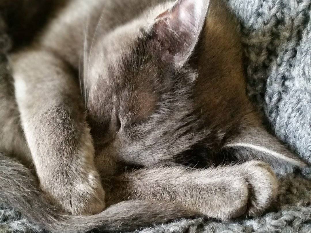 Почему кошка во время сна закрывает мордашку лапкой? - статьи