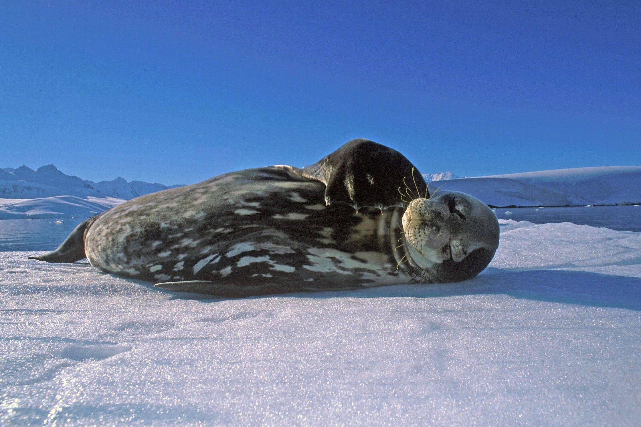 Тюлень уэдделла: фото, описание, образ жизни тюленя