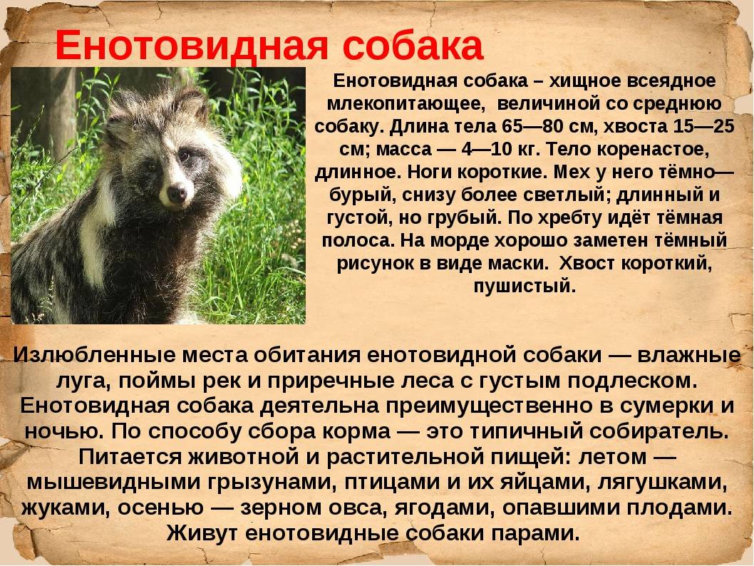 Енотовидная собака в домашних условиях: фото и описание, питание и повадки :: syl.ru