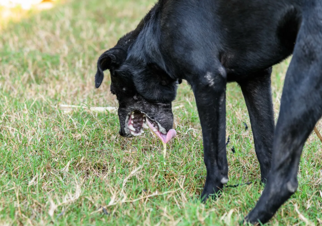 Пена изо рта у собаки — что это значит?