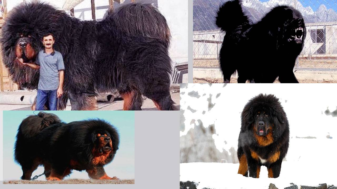 Тибетский мастиф — фото, характеристика породы собак, описание характера и особенности