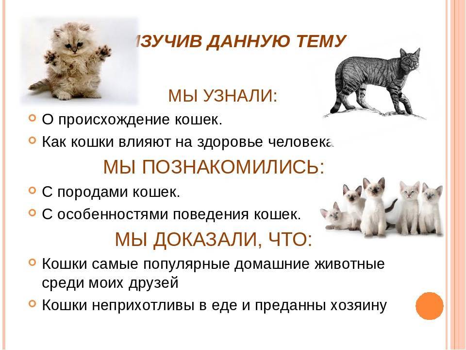 Психология - кот и кошка