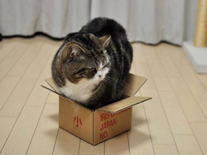 По каким причинам кошки любят и залезают в пакеты и картонные коробки
