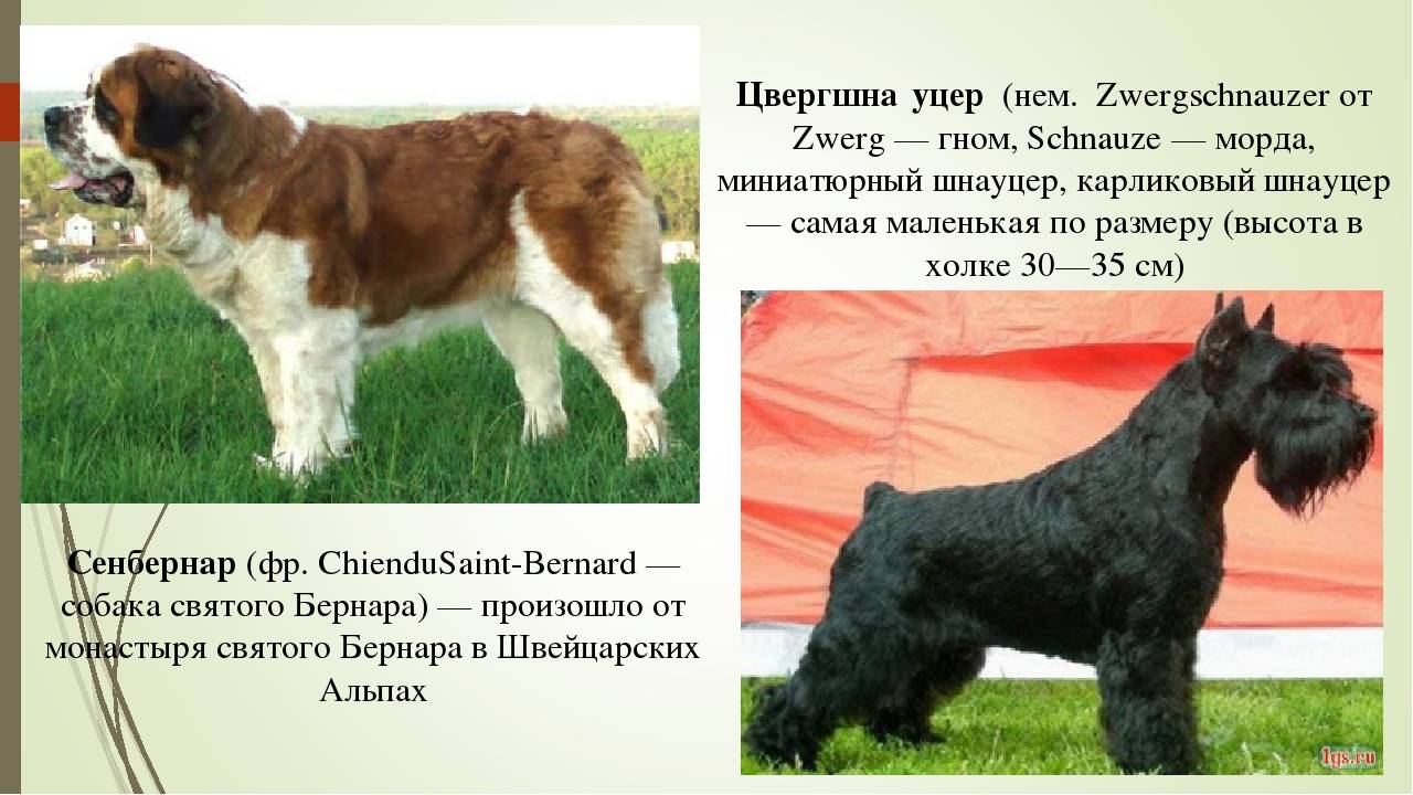 Все русские охотничьи породы собак фото — сайт эксперта по животным — howmeow