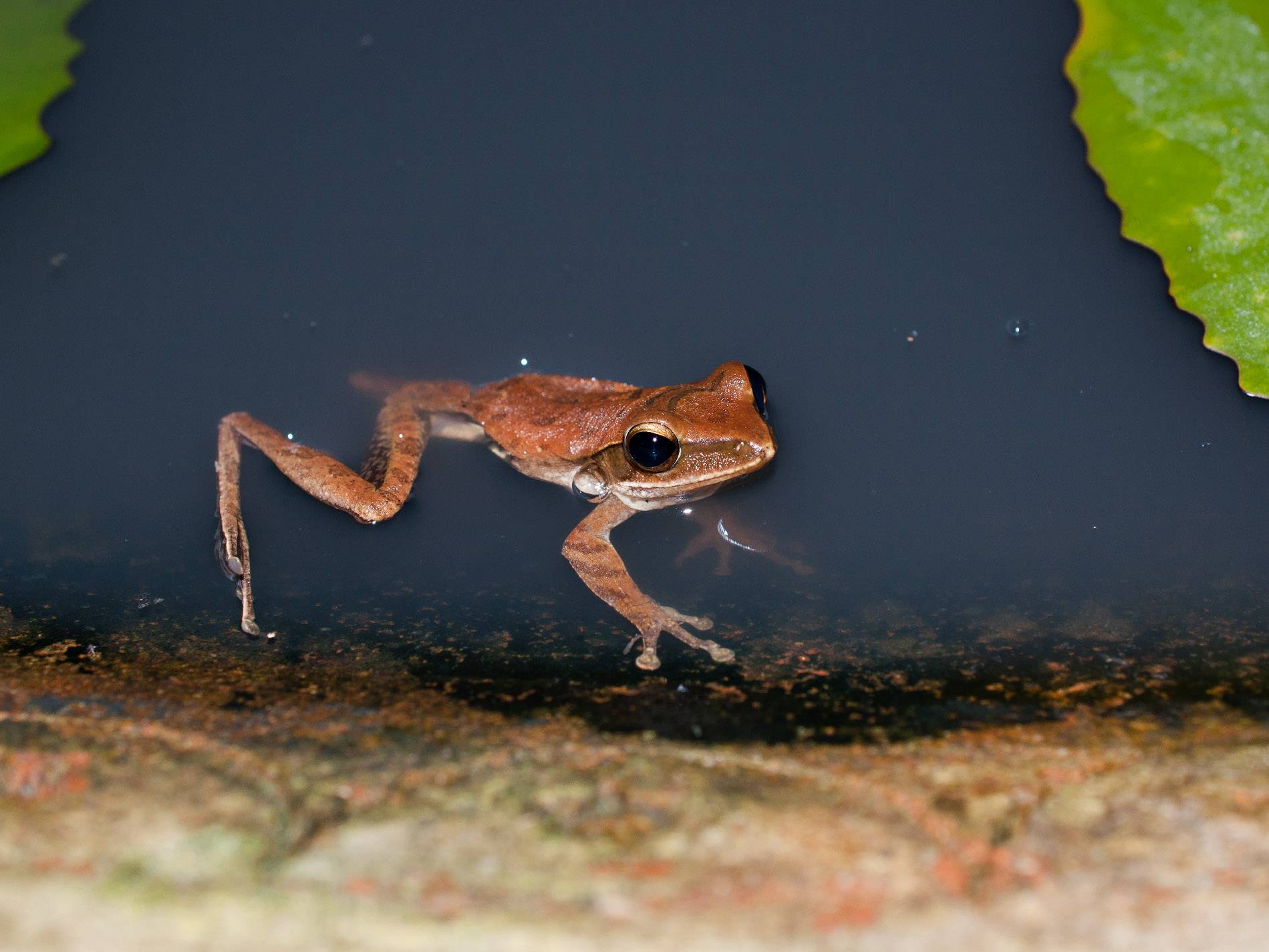 Яванская летающая лягушка, или яванская веслоногая лягушка, или яванский веслоног ( 6 фото )