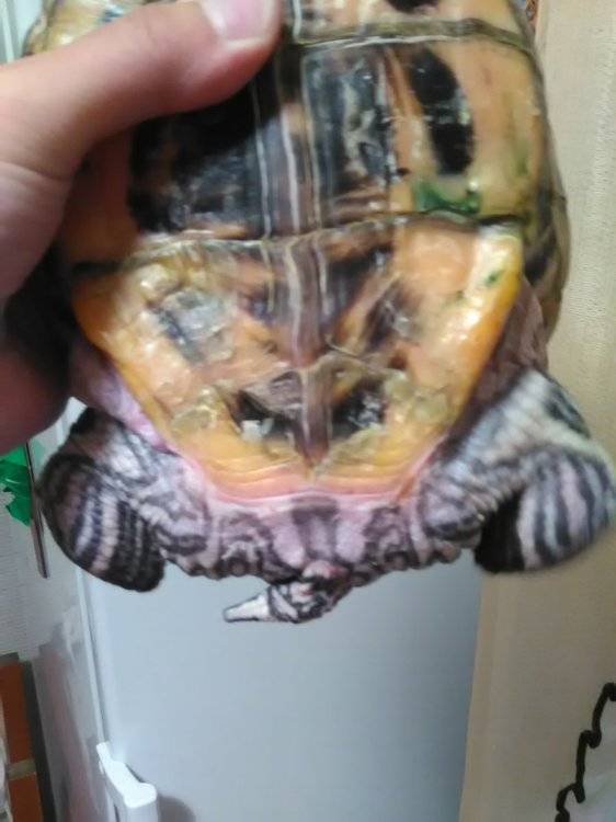 ᐉ красноухая черепаха пищит и открывает рот - zoomanji.ru