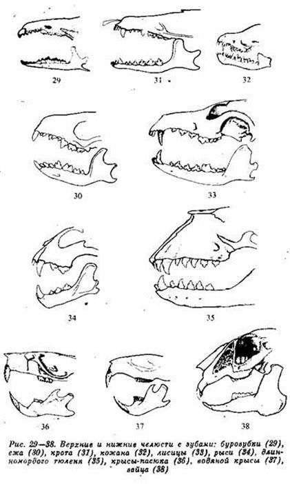 Особенности строения зубов у декоративного кролика и правила ухода за ними