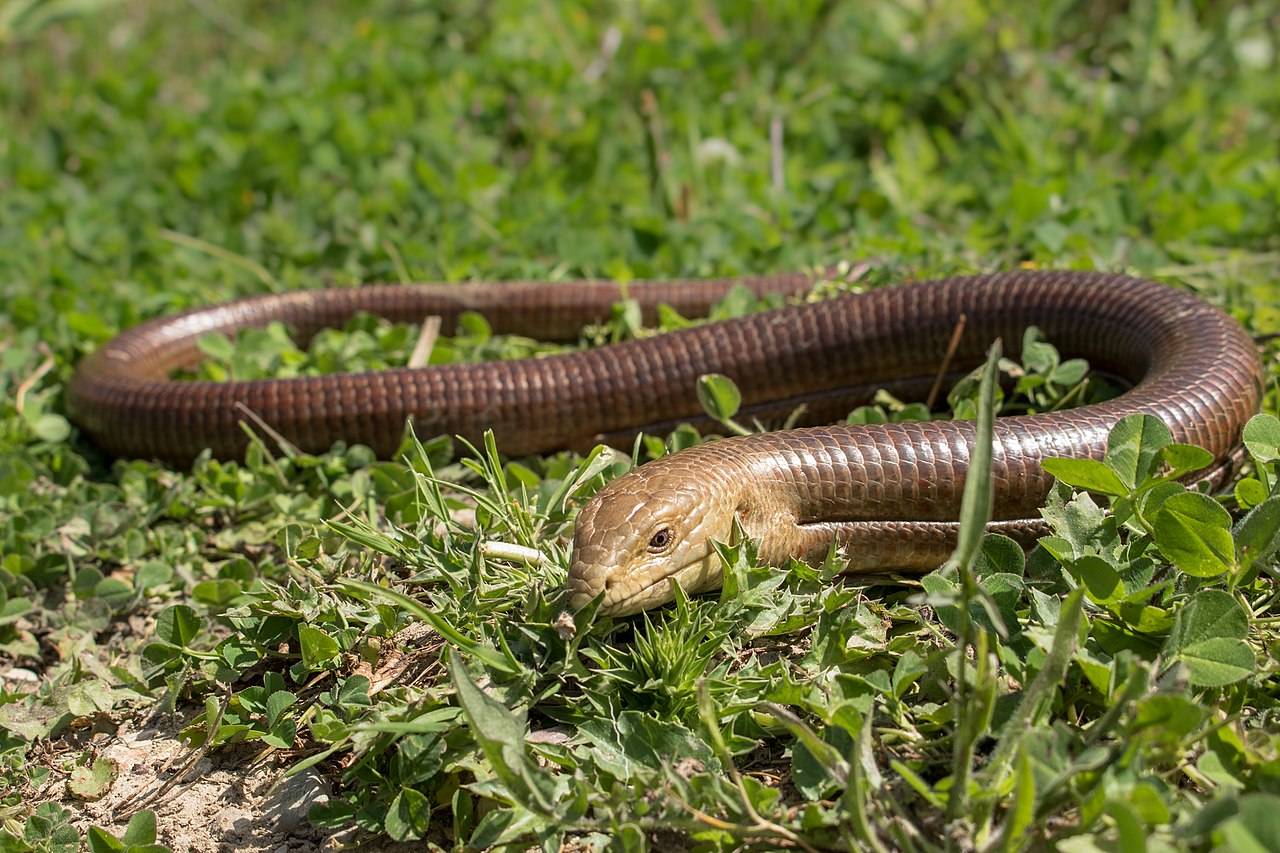 Желтобрюх змея. образ жизни и среда обитания желтобрюха | животный мир