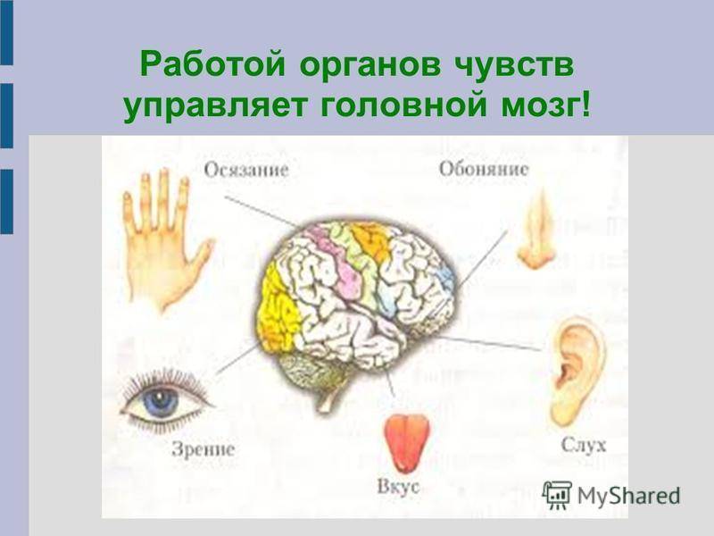 ᐉ есть ли у черепах уши, слышат или глухие? - zoopalitra-spb.ru