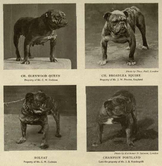 Молоссы — породы собак с фото и описанием