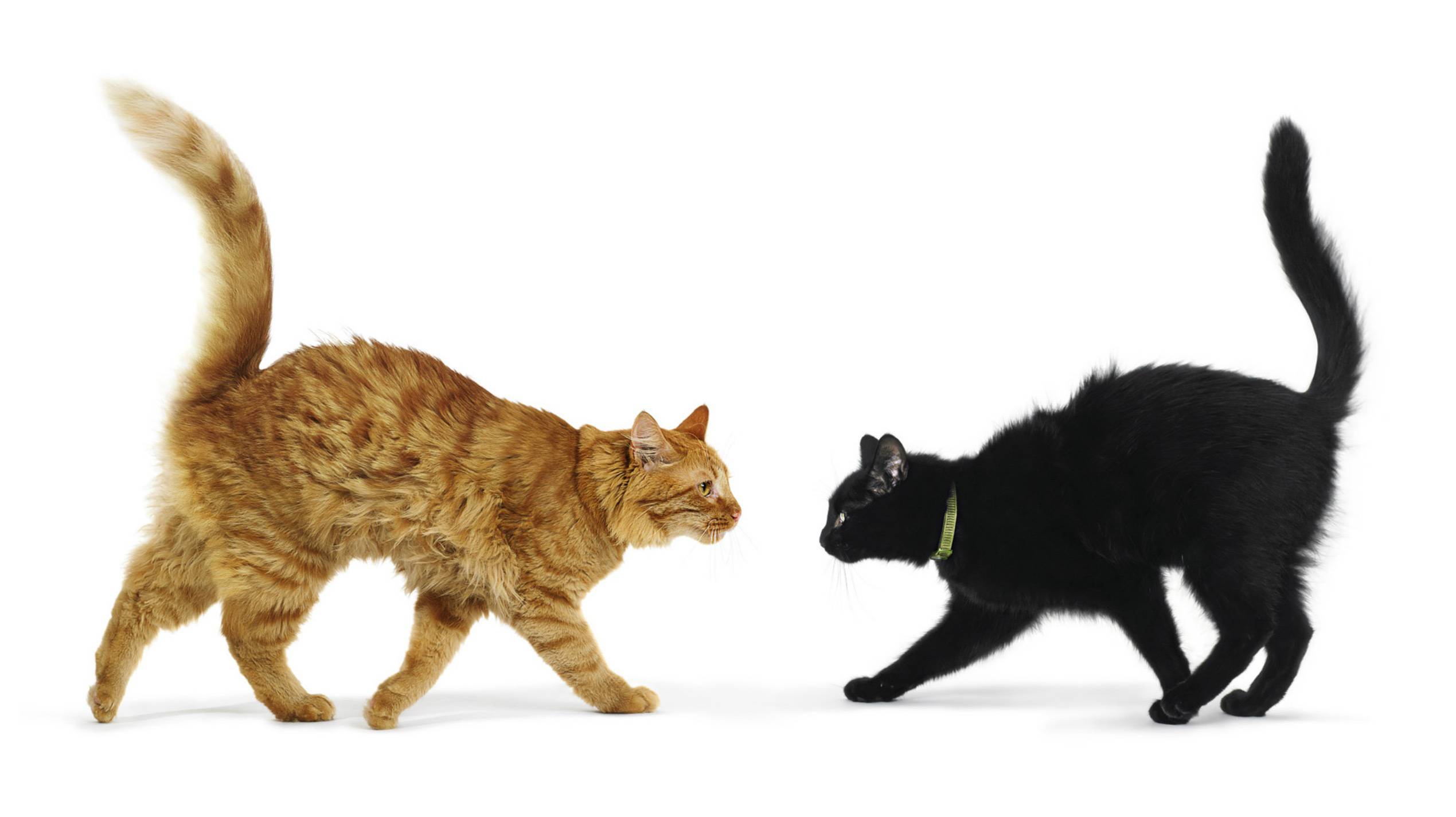 Агрессия у кошки – причины и способы устранения
